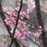Cherry Blossom in Hong Kong - HKIA Cherry Blossom Garden Photo Album