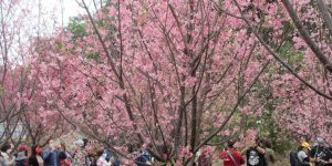 Cherry Blossom in Hong Kong - HKIA Cherry Blossom Garden Photo Album