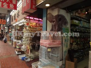 Goldfish Market Mong Kok
