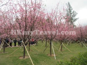 HKIA Cherry Blossom Garden