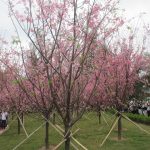 HKIA Cherry Blossom Garden