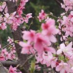 HKIA Cherry Blossom Garden