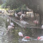 Kowloon Park Flamingos