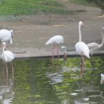 Kowloon Park Flamingos