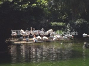 Kowloon Park