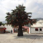 Lam Tsuen Wishing Tree