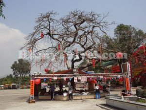 Lam Tsuen Wishing Trees