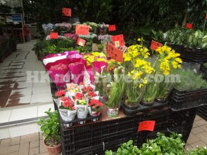 Mong Kok Flower Market