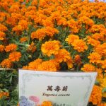 The Hong Kong Flower Show 2023 Photo