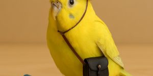 Bird Accessories