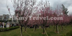 HKIA Cherry Blossom Garden