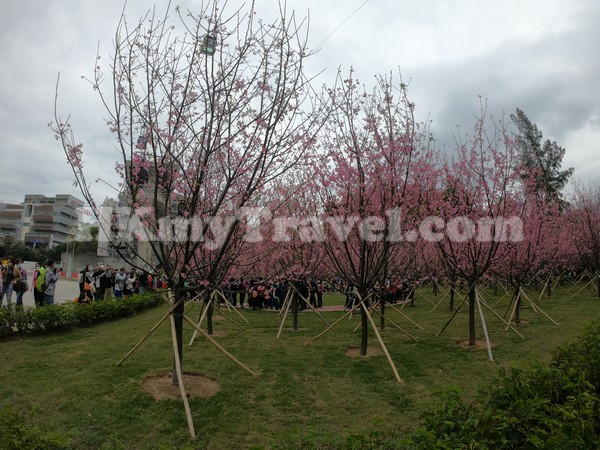 HKIA Cherry Blossom Garden