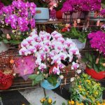 2025 Shenzhen Chinese New Year Flower Fair