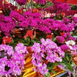 2025 Shenzhen Chinese New Year Flower Fair