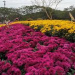 Chrysanthemum Exhibition in the East Lake Park Shenzhen China