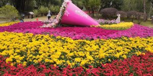 Chrysanthemum Exhibition in the East Lake Park Shenzhen China