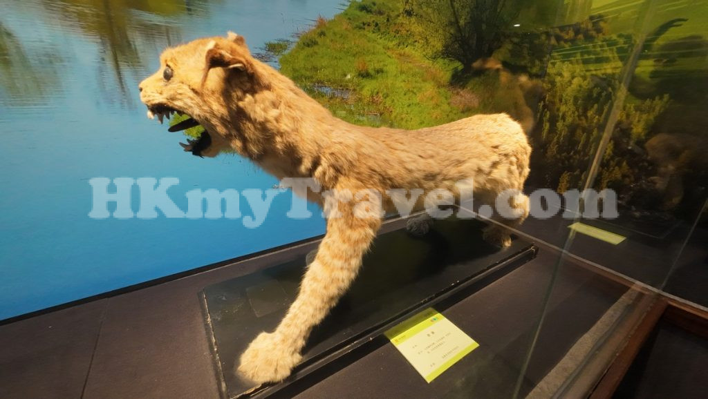 Insect and Animal Specimen Exhibition at Shenzhen Longgang Cultural Art Museum