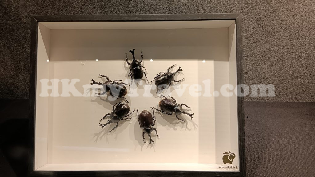 Insect and Animal Specimen Exhibition at Shenzhen Longgang Cultural Art Museum