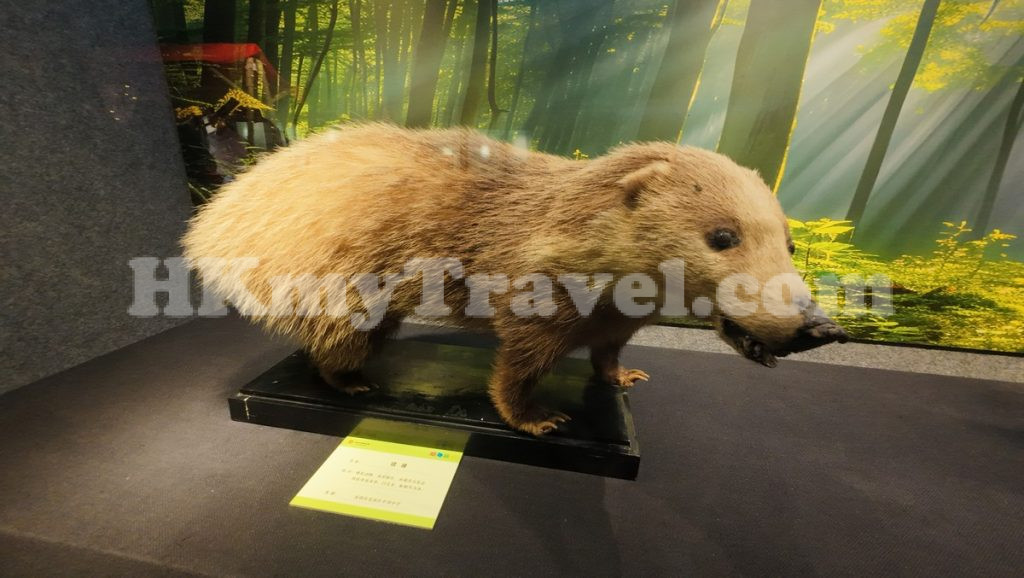 Insect and Animal Specimen Exhibition at Shenzhen Longgang Cultural Art Museum