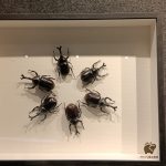 Insect and Animal Specimen Exhibition