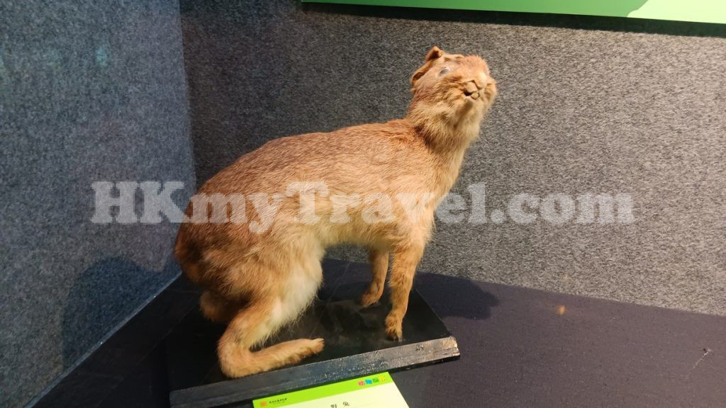 Insect and Animal Specimen Exhibition at Shenzhen Longgang Cultural Art Museum