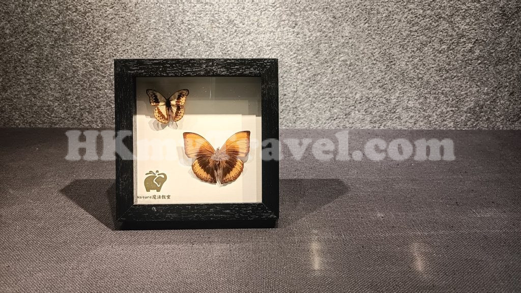 Insect and Animal Specimen Exhibition at Shenzhen Longgang Cultural Art Museum
