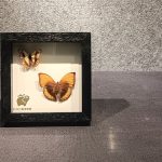 Insect and Animal Specimen Exhibition