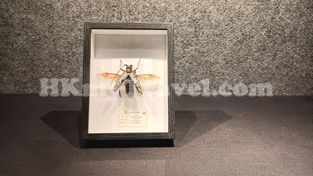Insect and Animal Specimen Exhibition at Shenzhen Longgang Cultural Art Museum