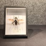 Insect and Animal Specimen Exhibition