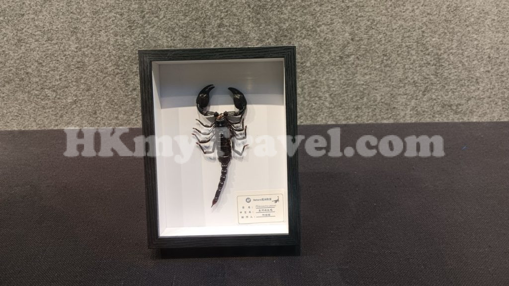 Insect and Animal Specimen Exhibition at Shenzhen Longgang Cultural Art Museum