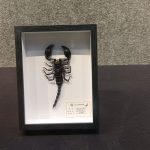 Insect and Animal Specimen Exhibition