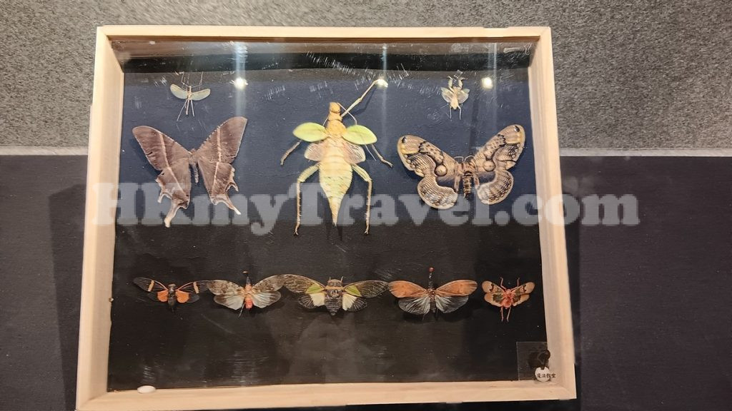 Insect and Animal Specimen Exhibition at Shenzhen Longgang Cultural Art Museum