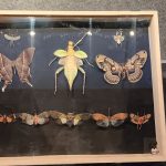 Insect and Animal Specimen Exhibition