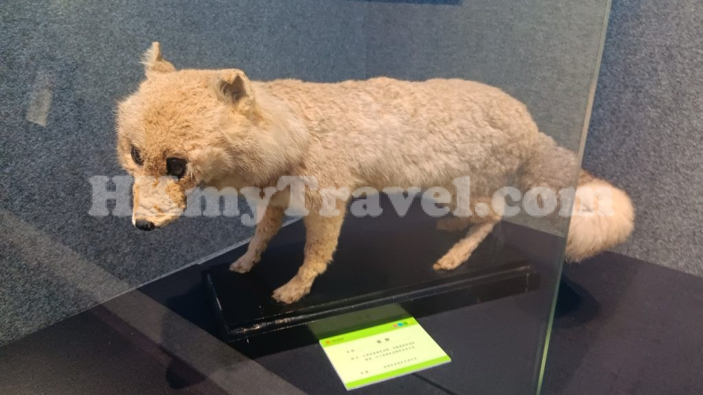 Insect and Animal Specimen Exhibition at Shenzhen Longgang Cultural Art Museum
