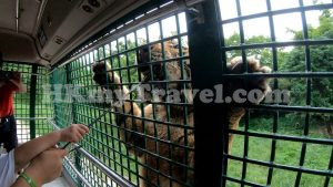 Shenzhen Safari Park