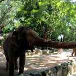 深圳野生動物園