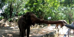 深圳野生動物園