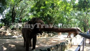 深圳野生動物園