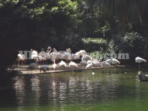 九龍公園
