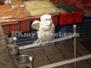 園圃街雀鳥花園