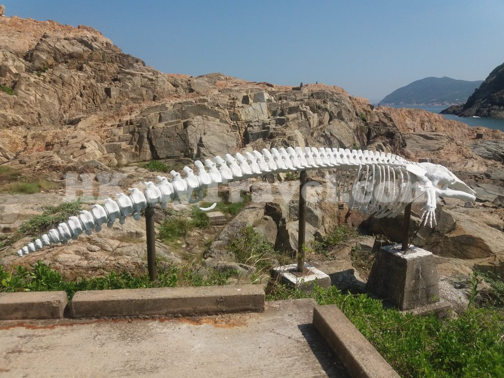 海威鯨魚骨架
