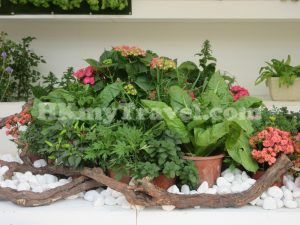 香港花卉展覽2023