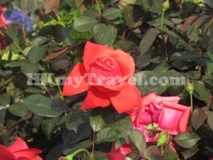 香港花卉展覽2023