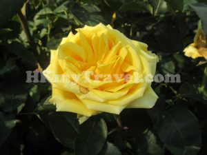 香港花卉展覽2023