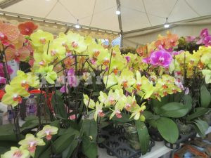 香港花卉展覽2023