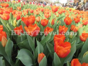 香港花卉展覽2023